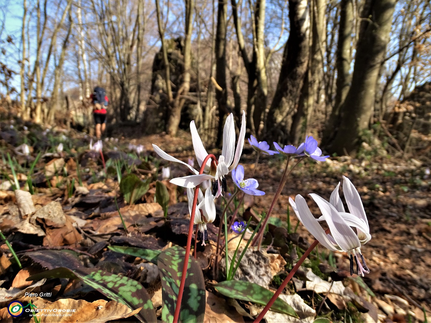 39  Denti di cane (Erythronium dens-canis).JPG